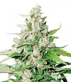 Auto Cinderella Jack - картинка 7