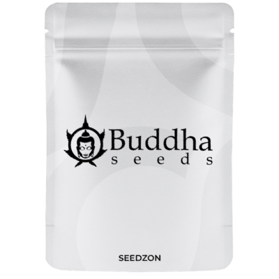 Buddha Auto Critical