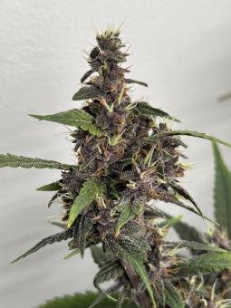 LSD-25 Auto - картинка 2