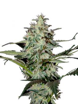 Super Lemon Haze - картинка 1