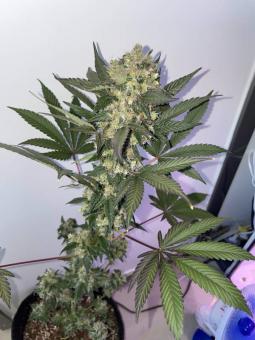 Super Lemon Haze - картинка 3