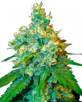 Jack Herer - картинка 3