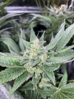 Jack Herer - картинка 4